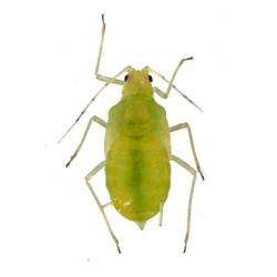 Metopolophium dirhodum, plaga