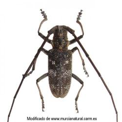 Monochamus galloprovincialis, plaga