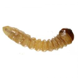 Monochamus galloprovincialis, plaga