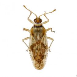 Monosteira unicostata, plaga