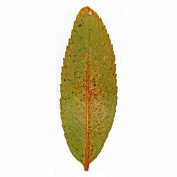 Monosteira unicostata, plaga
