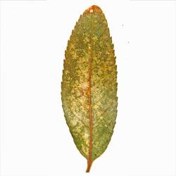 Monosteira unicostata, plaga