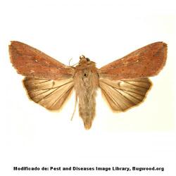 Mythimna unipuncta, plaga
