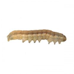 Mythimna unipuncta, plaga