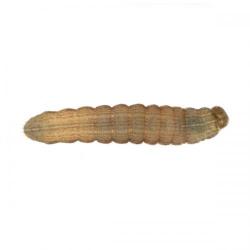 Mythimna unipuncta, plaga