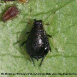 Myzus cerasi, plaga