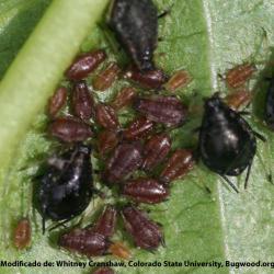 Myzus cerasi, plaga