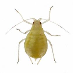Myzus persicae, plaga