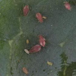 Myzus persicae, plaga