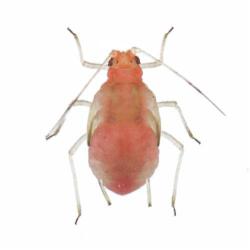 Myzus persicae, plaga