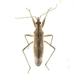 Nabis spp., plaga