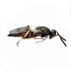 Necremnus artynes, plaga