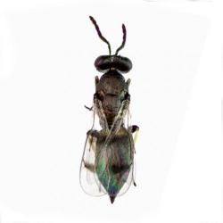 Necremnus artynes, plaga
