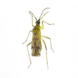 Nesidiocoris tenuis, plaga