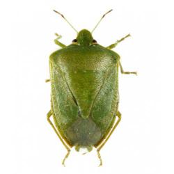 Nezara viridula, plaga