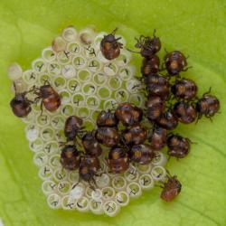 Nezara viridula, plaga