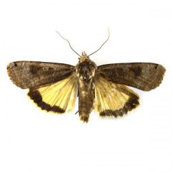 Noctua pronuba, plaga