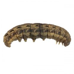 Noctua pronuba, plaga