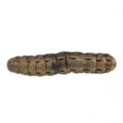 Noctua pronuba, plaga