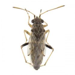 Nysius ericae, plaga
