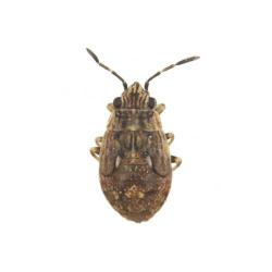 Nysius ericae, plaga