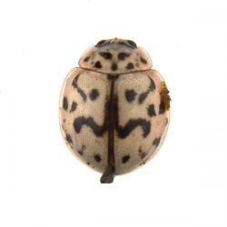 Oenopia doublieri, plaga
