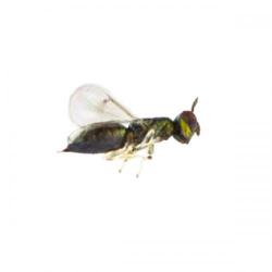 Ophelimus maskelli, plaga