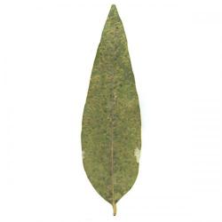 Ophelimus maskelli, plaga