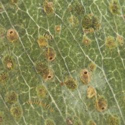Ophelimus maskelli, plaga