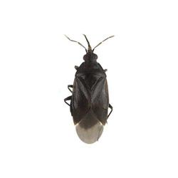 Orius spp.; O laevigatus y O. albidipennis, plaga