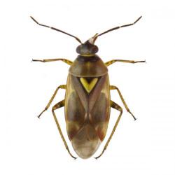 Orthops spp.; O. campestris, O. basalis, O. kalmii, plaga