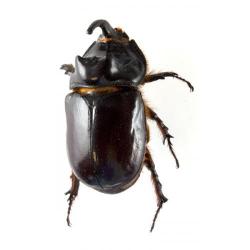 Oryctes nasicornis, plaga