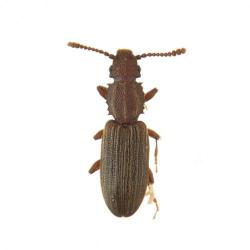 Oryzaephilus surinamensis, plaga
