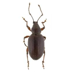 Otiorrhynchus spp., plaga