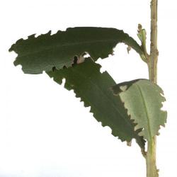 Otiorrhynchus spp., plaga