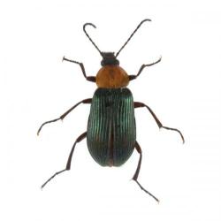 Eulema (=Lema) melanopa, plaga