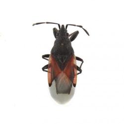 Oxycarenus lavaterae, plaga