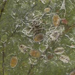 Paraleyrodes minei, plaga