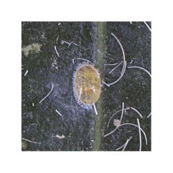 Paraleyrodes minei, plaga