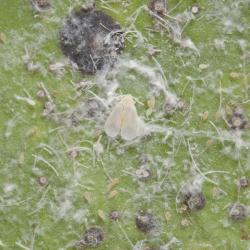 Paraleyrodes minei, plaga