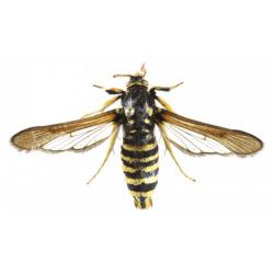 Paranthrene tabaniformis, plaga
