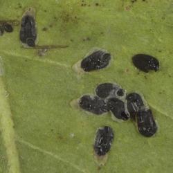 Parlatoria zizyphi, plaga