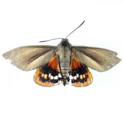 Paysandisia archon, plaga