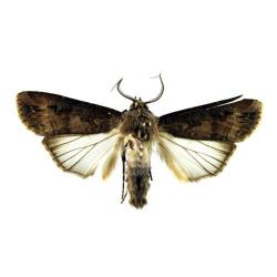 Peridroma saucia, plaga