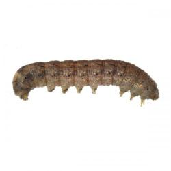 Peridroma saucia, plaga