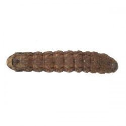 Peridroma saucia, plaga