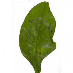 Phyllocnistis citrella, plaga