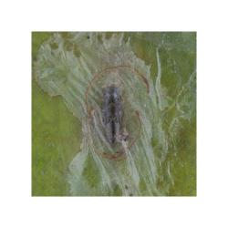 Phyllocnistis citrella, plaga