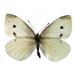 Pieris rapae, plaga