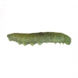 Pieris rapae, plaga